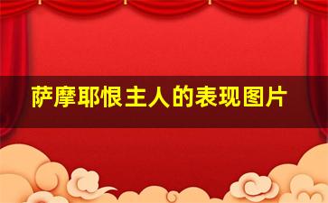 萨摩耶恨主人的表现图片