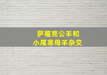 萨福克公羊和小尾寒母羊杂交