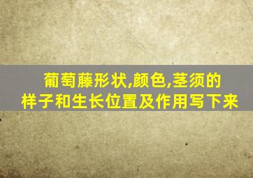 葡萄藤形状,颜色,茎须的样子和生长位置及作用写下来