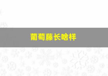 葡萄藤长啥样