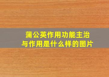 蒲公英作用功能主治与作用是什么样的图片