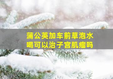 蒲公英加车前草泡水喝可以治子宫肌瘤吗