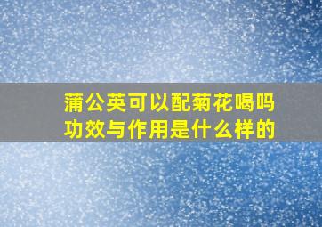 蒲公英可以配菊花喝吗功效与作用是什么样的