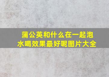 蒲公英和什么在一起泡水喝效果最好呢图片大全