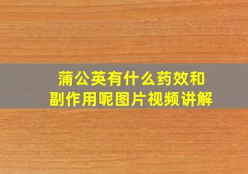 蒲公英有什么药效和副作用呢图片视频讲解