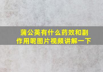 蒲公英有什么药效和副作用呢图片视频讲解一下