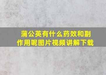 蒲公英有什么药效和副作用呢图片视频讲解下载