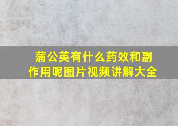 蒲公英有什么药效和副作用呢图片视频讲解大全