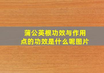 蒲公英根功效与作用点的功效是什么呢图片