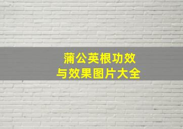 蒲公英根功效与效果图片大全