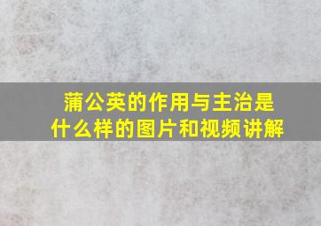 蒲公英的作用与主治是什么样的图片和视频讲解