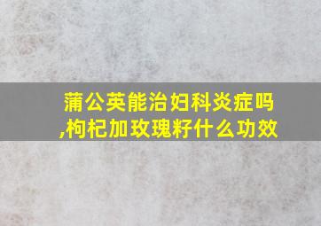 蒲公英能治妇科炎症吗,枸杞加玫瑰籽什么功效