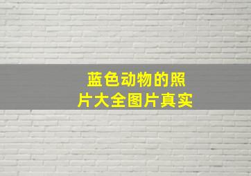 蓝色动物的照片大全图片真实