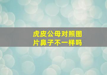 虎皮公母对照图片鼻子不一样吗