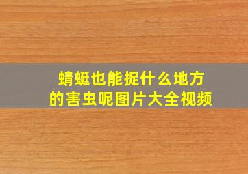 蜻蜓也能捉什么地方的害虫呢图片大全视频