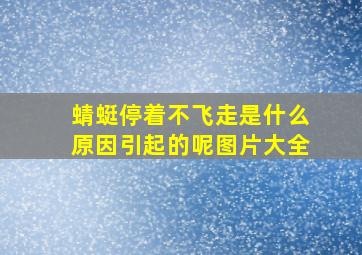 蜻蜓停着不飞走是什么原因引起的呢图片大全