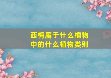 西梅属于什么植物中的什么植物类别