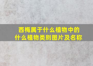 西梅属于什么植物中的什么植物类别图片及名称