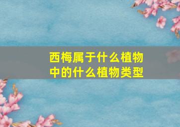 西梅属于什么植物中的什么植物类型