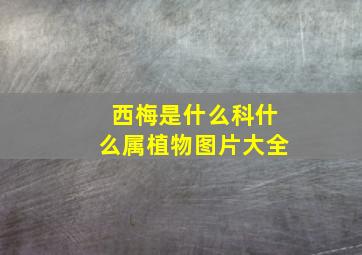 西梅是什么科什么属植物图片大全