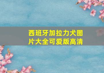 西班牙加拉力犬图片大全可爱版高清