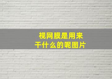 视网膜是用来干什么的呢图片