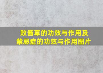 败酱草的功效与作用及禁忌症的功效与作用图片