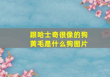 跟哈士奇很像的狗黄毛是什么狗图片