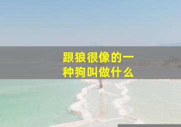 跟狼很像的一种狗叫做什么