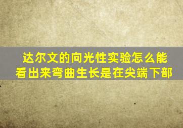 达尔文的向光性实验怎么能看出来弯曲生长是在尖端下部