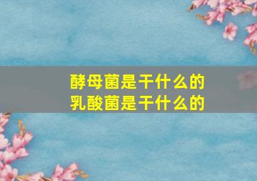 酵母菌是干什么的乳酸菌是干什么的