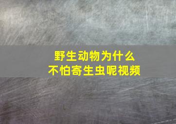 野生动物为什么不怕寄生虫呢视频