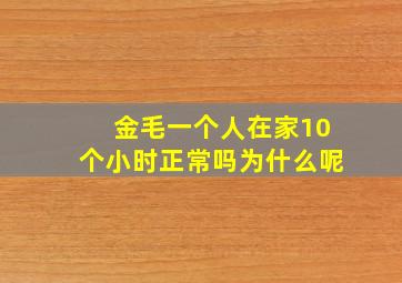 金毛一个人在家10个小时正常吗为什么呢