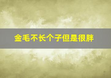 金毛不长个子但是很胖