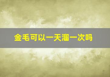 金毛可以一天溜一次吗