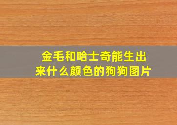 金毛和哈士奇能生出来什么颜色的狗狗图片