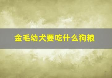 金毛幼犬要吃什么狗粮