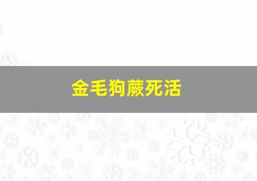 金毛狗蕨死活