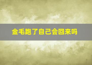 金毛跑了自己会回来吗