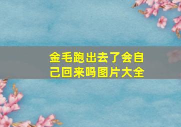 金毛跑出去了会自己回来吗图片大全