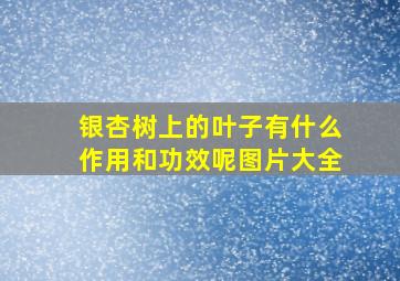 银杏树上的叶子有什么作用和功效呢图片大全