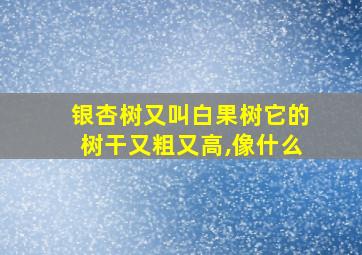 银杏树又叫白果树它的树干又粗又高,像什么