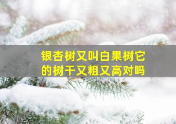 银杏树又叫白果树它的树干又粗又高对吗