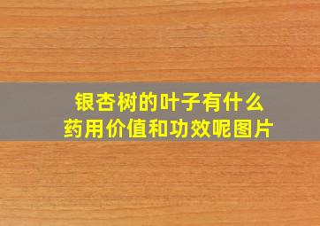 银杏树的叶子有什么药用价值和功效呢图片