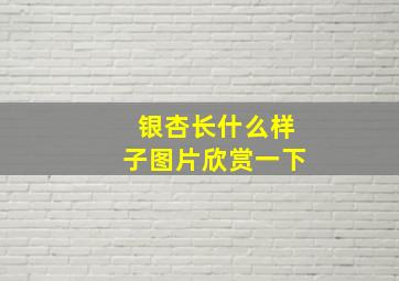 银杏长什么样子图片欣赏一下