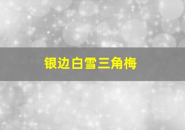 银边白雪三角梅