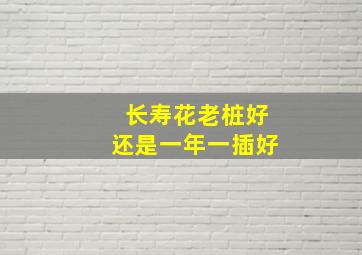 长寿花老桩好还是一年一插好