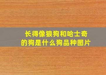 长得像狼狗和哈士奇的狗是什么狗品种图片