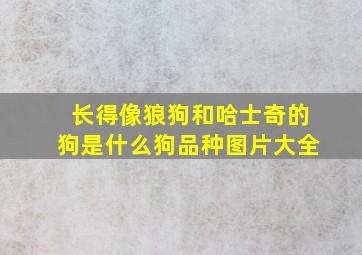 长得像狼狗和哈士奇的狗是什么狗品种图片大全