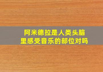 阿米德拉是人类头脑里感受音乐的部位对吗